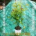 五彩锦带花树苗红王子锦带花卉苗四季开花好养客厅庭院耐寒热
