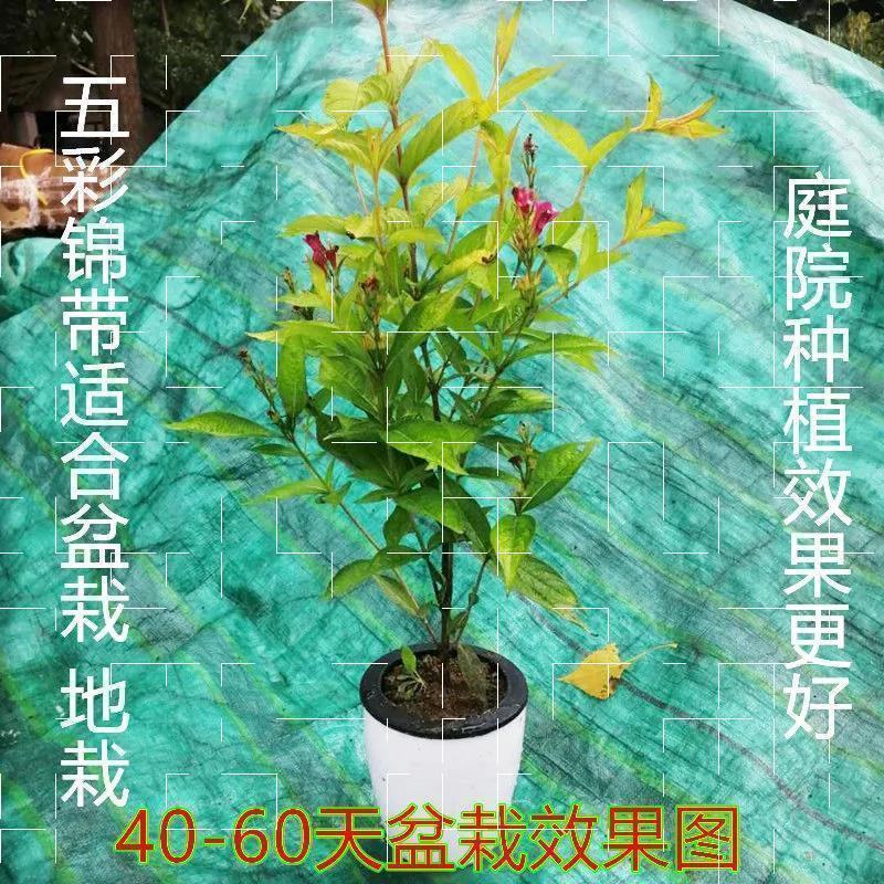 五彩锦带花树苗红王子锦带花卉苗四季开花好养客厅庭院耐寒热