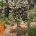 五彩锦带花树苗红王子锦带花卉苗四季开花好养客厅庭院耐寒热