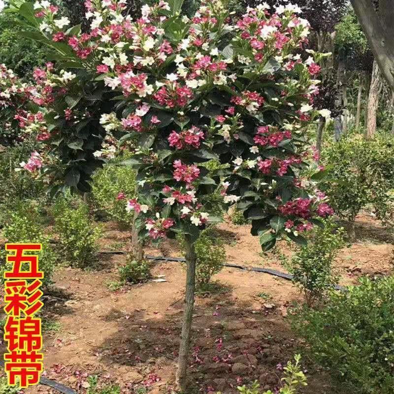 五彩锦带花树苗红王子锦带花卉苗四季开花好养客厅庭院耐寒热
