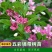五彩锦带花树苗红王子锦带花卉苗四季开花好养客厅庭院耐寒热