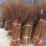 雪柳干枝雪柳珍珠绣线菊产地直发支持一件代