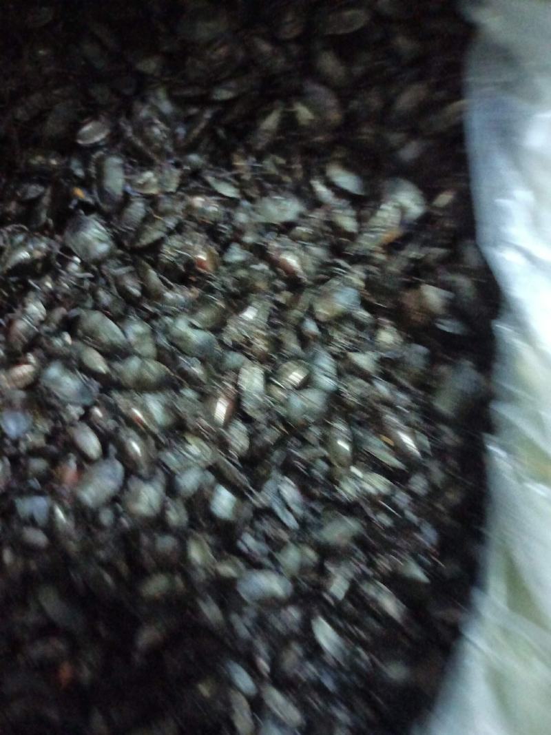 九香虫/打屁虫，椿香虫，货源充足欢迎订购