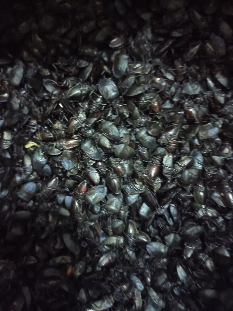 九香虫/打屁虫，椿香虫，货源充足欢迎订购