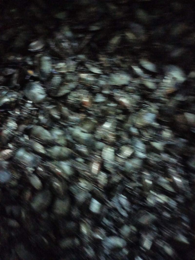 九香虫/打屁虫，椿香虫，货源充足欢迎订购