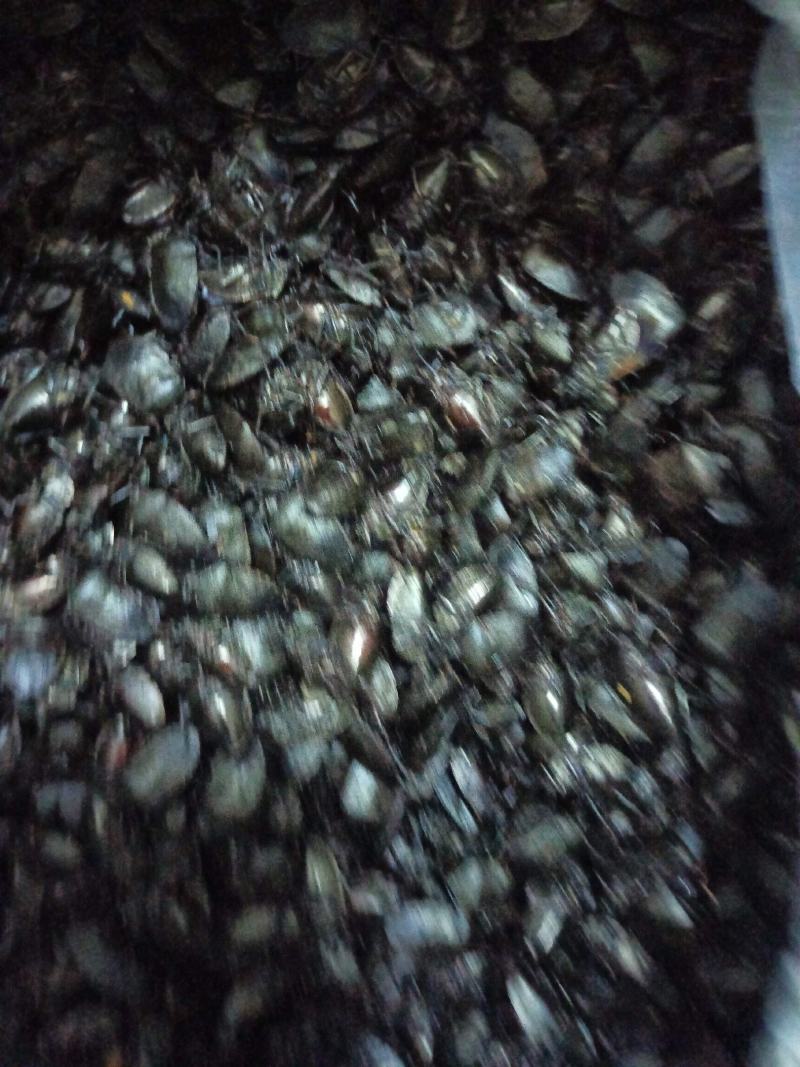 九香虫/打屁虫，椿香虫，货源充足欢迎订购