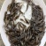 黄骨鱼苗鸭嘴鱼苗，美国匙吻鲟，匙吻鲟成鱼出售。回收