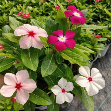 木本长春花天天开大盆多年生木本绿化苗木观花植物