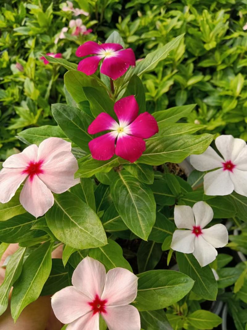 木本长春花天天开大盆多年生木本绿化苗木观花植物