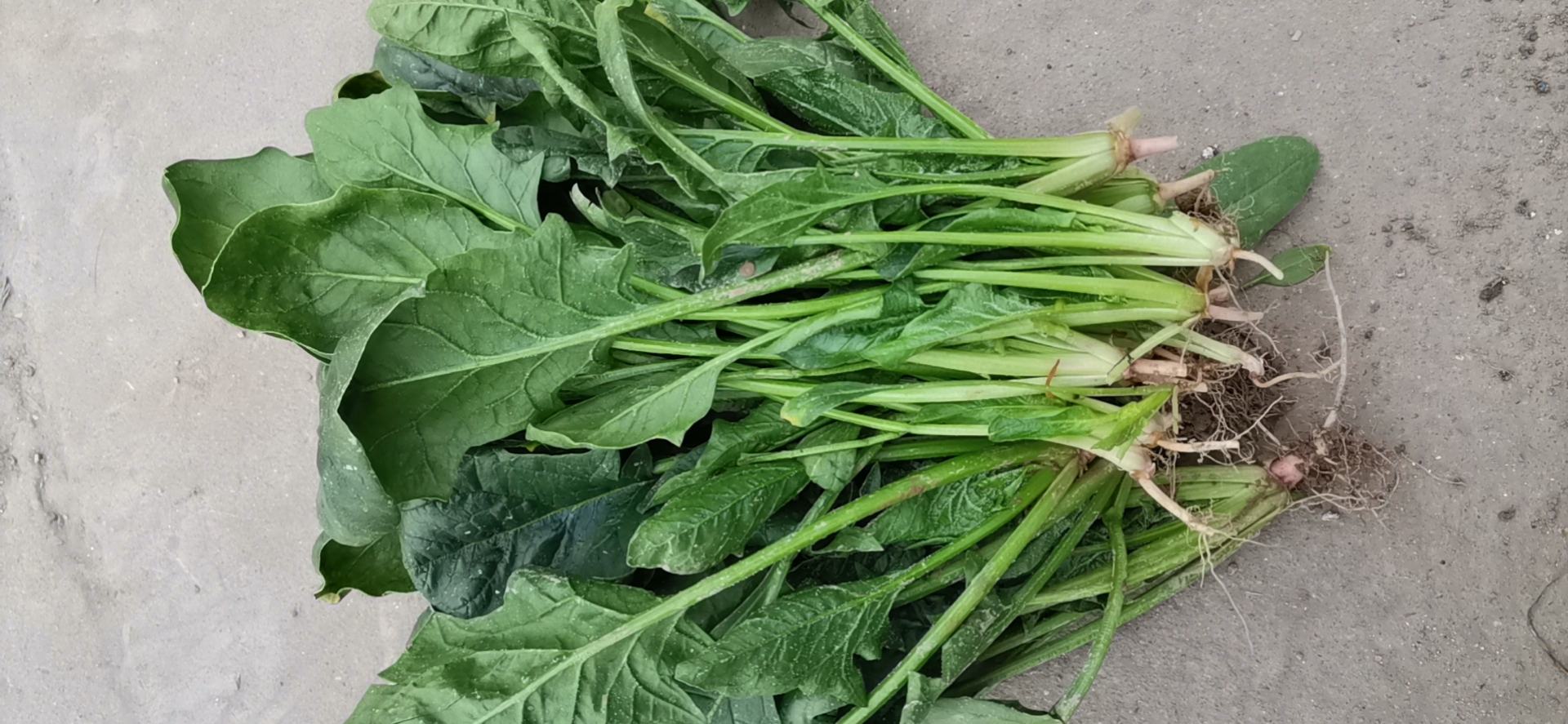 菠菜与豆腐搭配的健康菜肴
