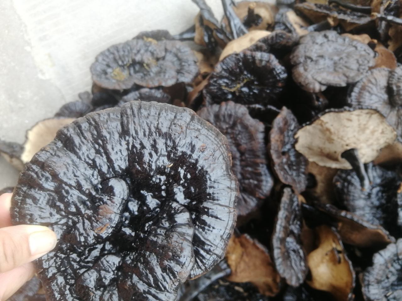 黑灵芝整体外观