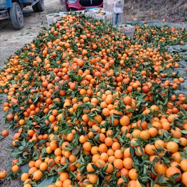 奉节脐橙