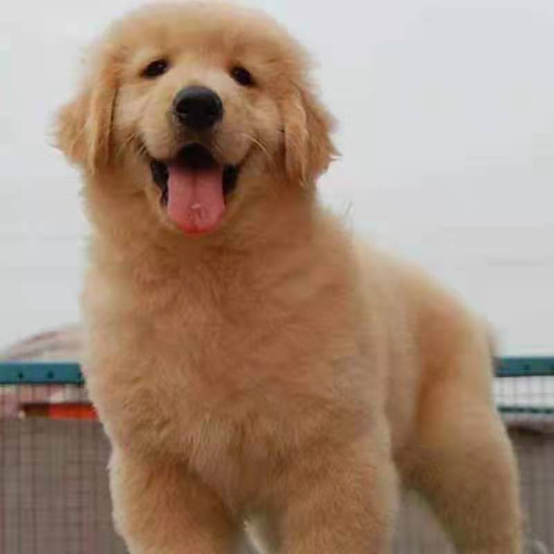 纯种金毛幼犬家养金毛狗便宜卖大型巡回犬