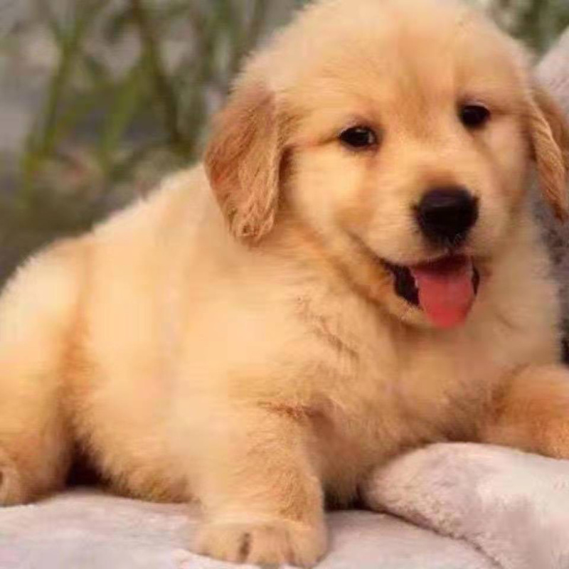 纯种金毛幼犬家养金毛狗便宜卖大型巡回犬