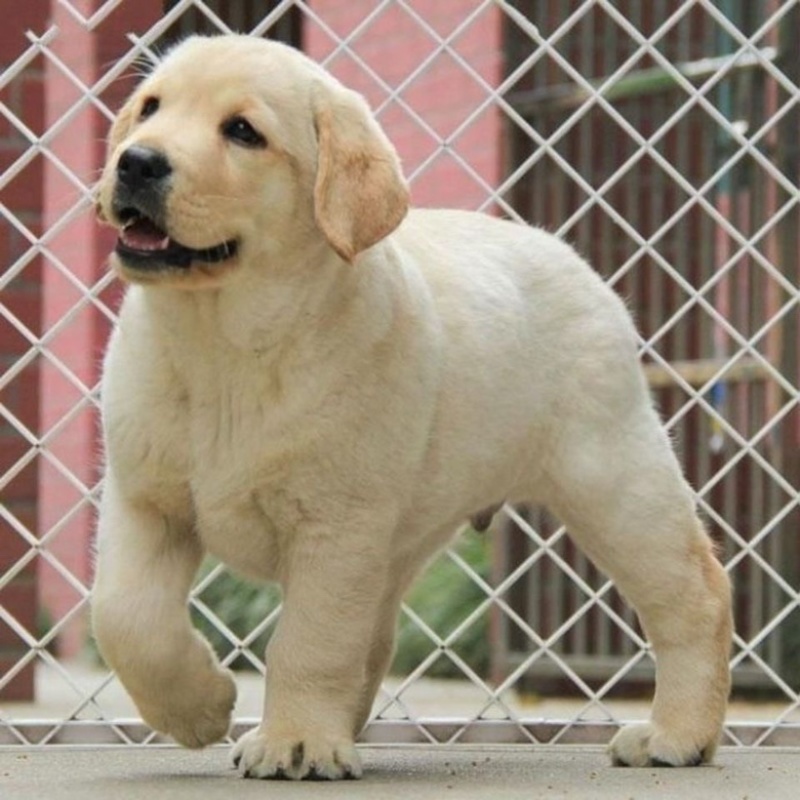 拉布拉多纯种幼犬拉布拉多导盲犬拉布拉多小狗