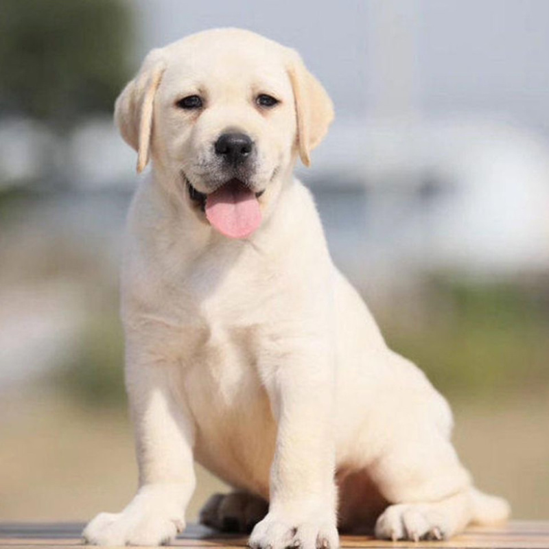 拉布拉多纯种幼犬拉布拉多导盲犬拉布拉多小狗