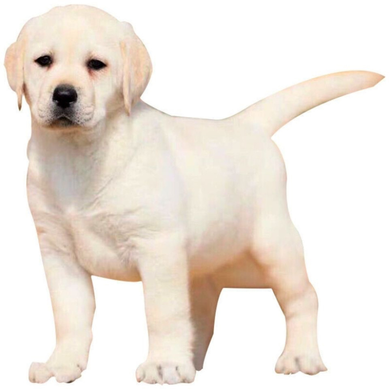 拉布拉多纯种幼犬拉布拉多导盲犬拉布拉多小狗