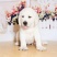 拉布拉多纯种幼犬拉布拉多导盲犬拉布拉多小狗