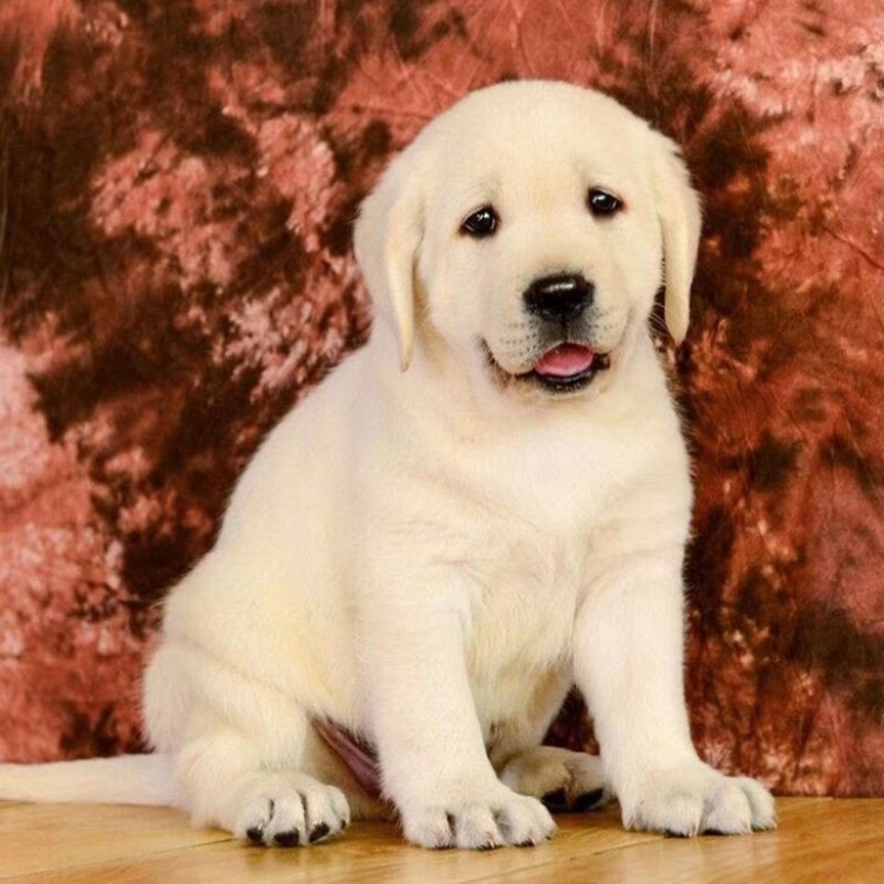 拉布拉多纯种幼犬拉布拉多导盲犬拉布拉多小狗