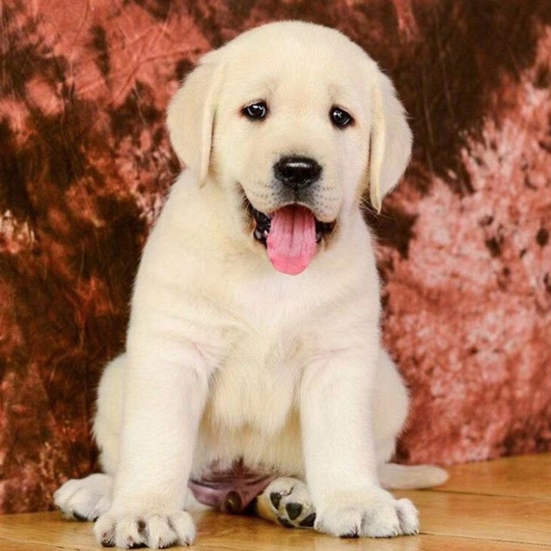 拉布拉多纯种幼犬拉布拉多导盲犬拉布拉多小狗