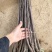 基地出售新2001苹果苗嫁接成品苗