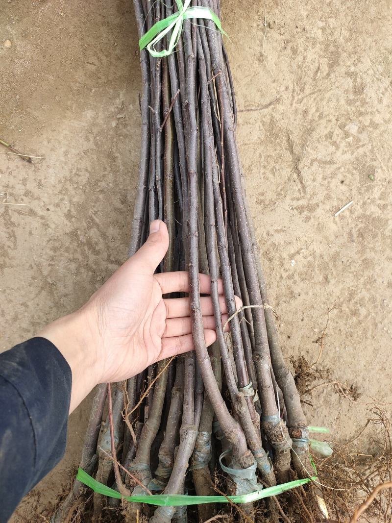 基地出售新2001苹果苗嫁接成品苗