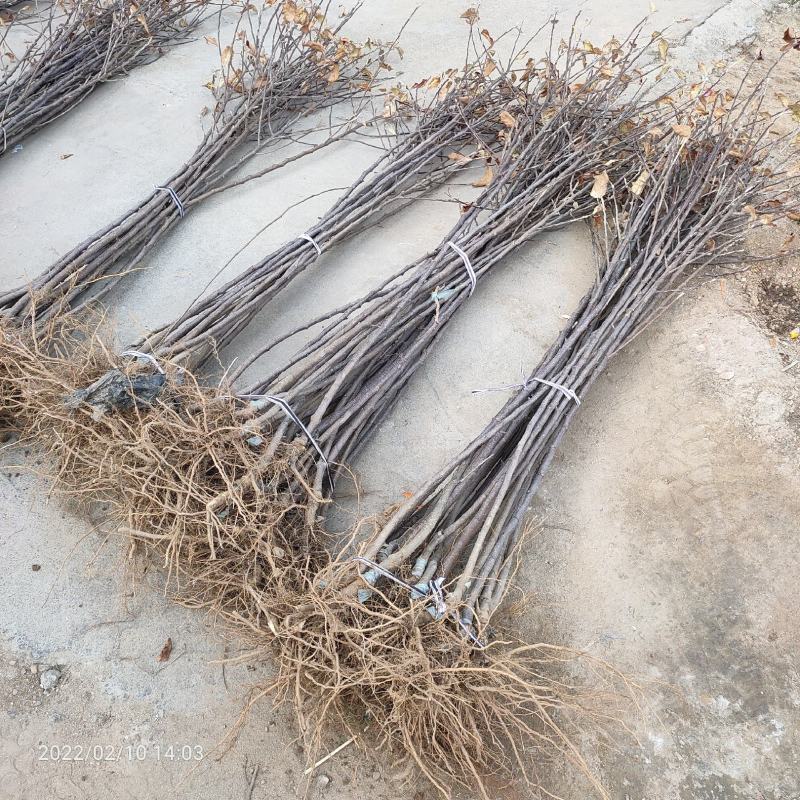 基地出售新2001苹果苗嫁接成品苗