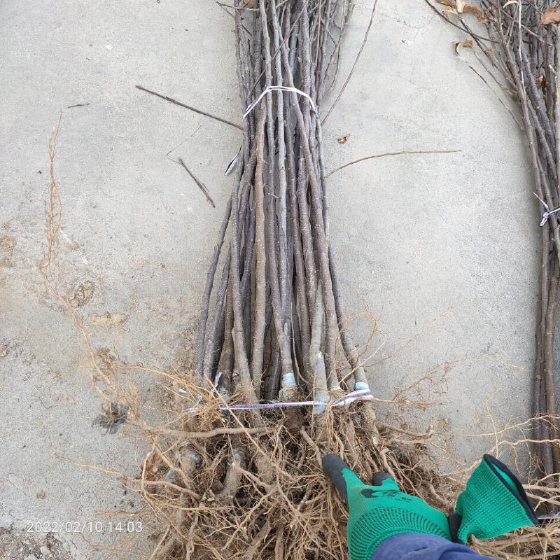 基地出售新2001苹果苗嫁接成品苗