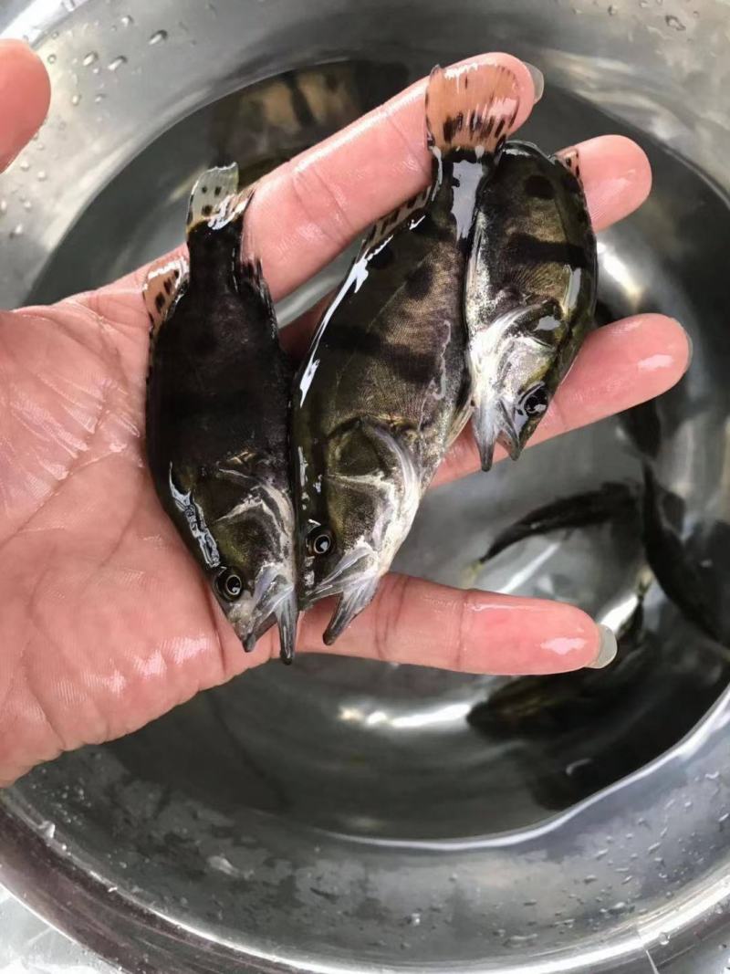 广东广州桂鱼苗鳜鱼苗翘嘴鱼苗货源充足全国发货