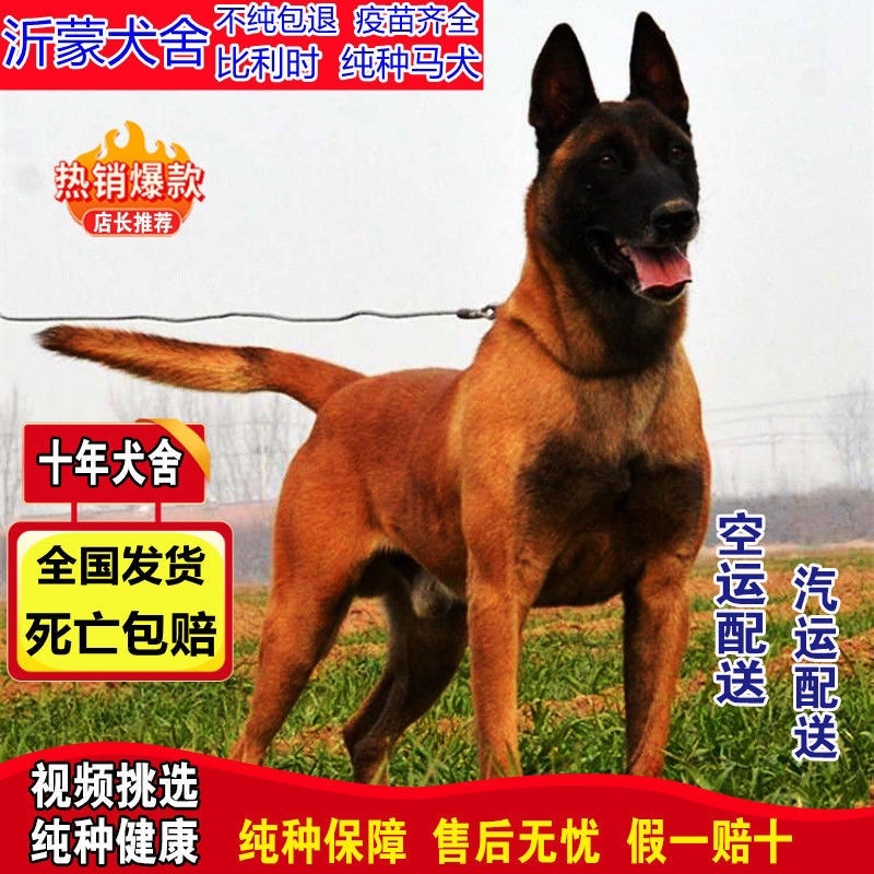 马犬幼犬纯种警犬爆红马犬猎犬看家护院犬疫苗齐全