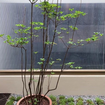 吊钟花