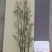 吊钟花