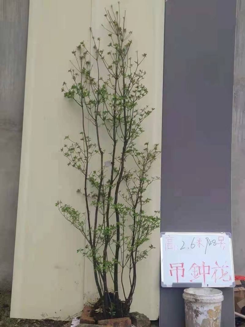 吊钟花