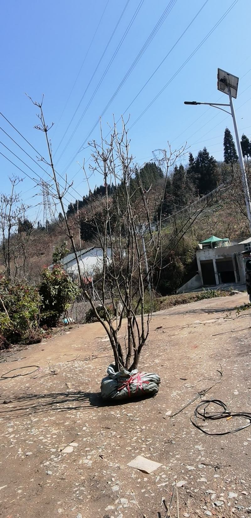 吊钟花