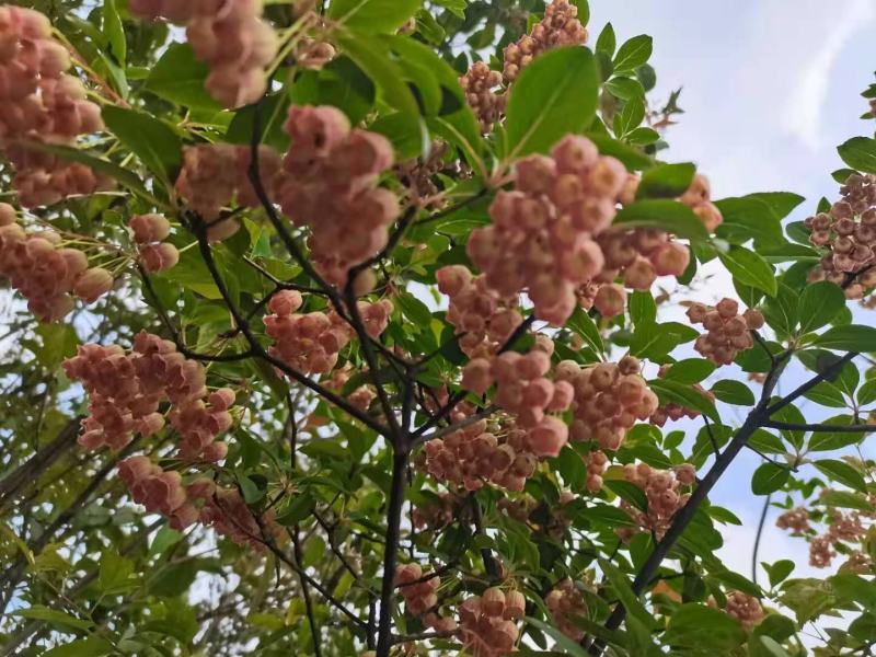 吊钟花