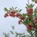 吊钟花