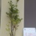 吊钟花