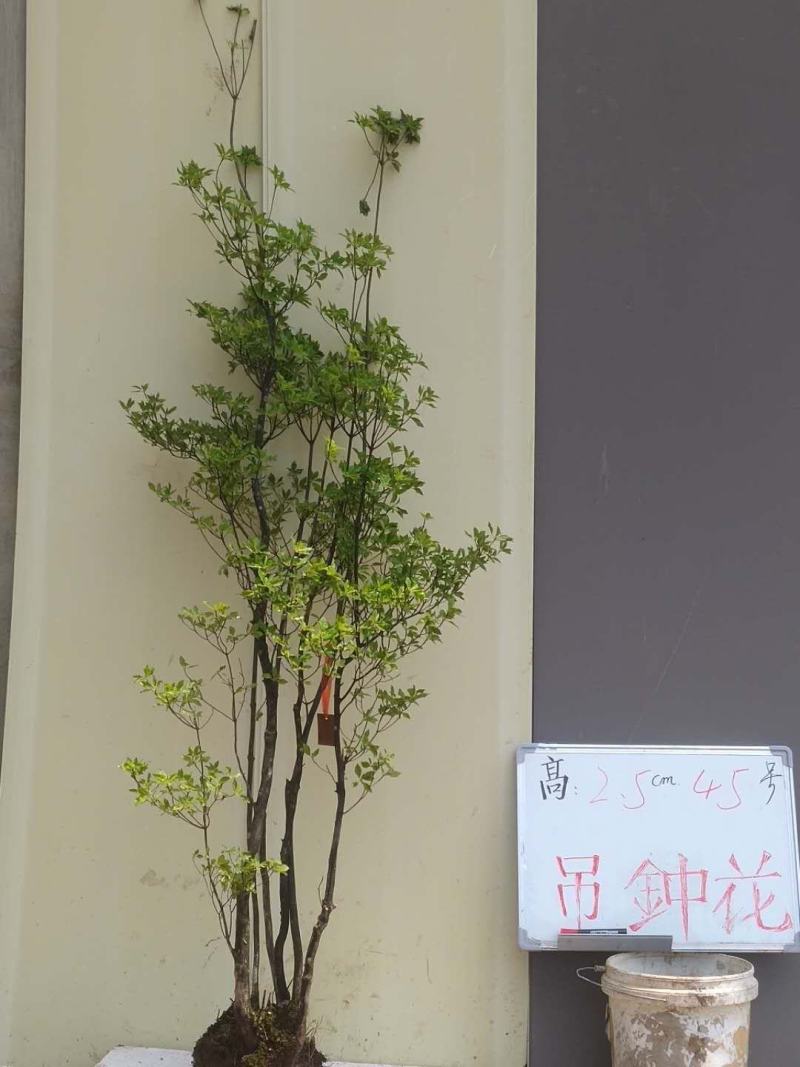 吊钟花
