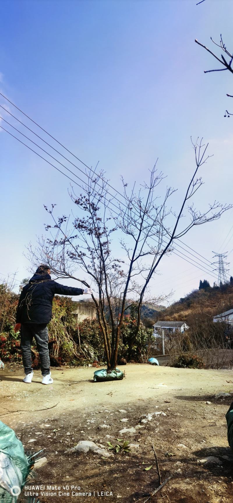 吊钟花