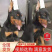 纯种杜宾犬赛级双血统警犬美系护卫犬军犬看家护院德系