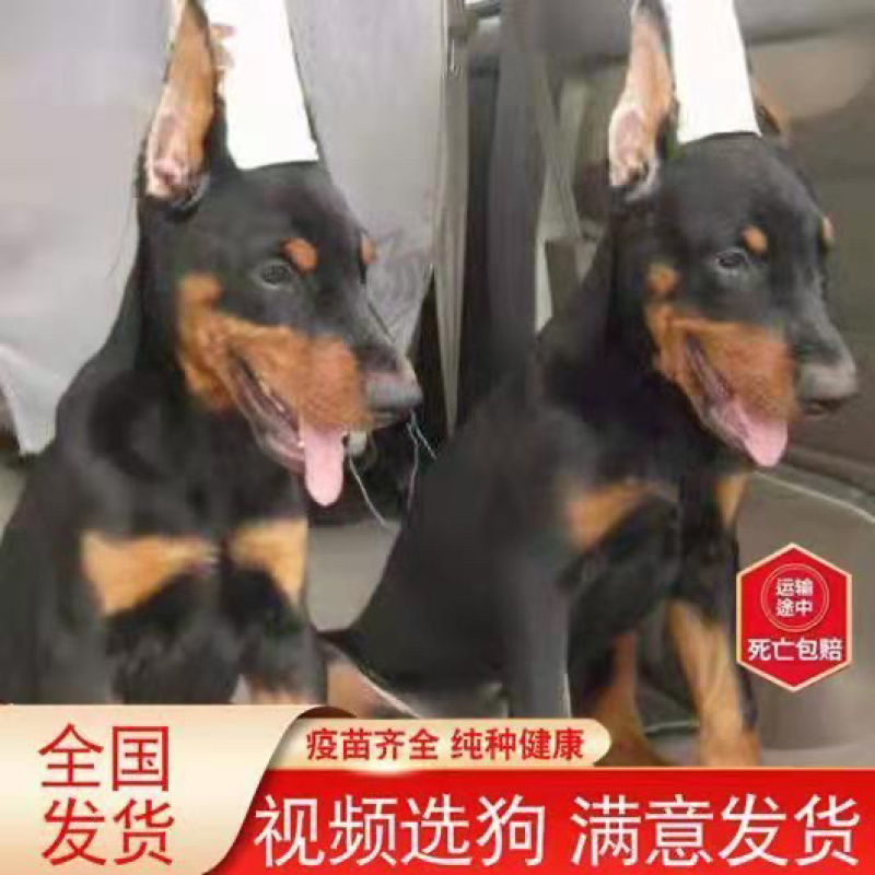纯种杜宾犬赛级双血统警犬美系护卫犬军犬看家护院德系