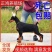 纯种杜宾犬赛级双血统警犬美系护卫犬军犬看家护院德系