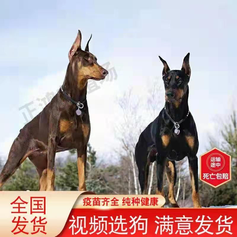 纯种杜宾犬赛级双血统警犬美系护卫犬军犬看家护院德系