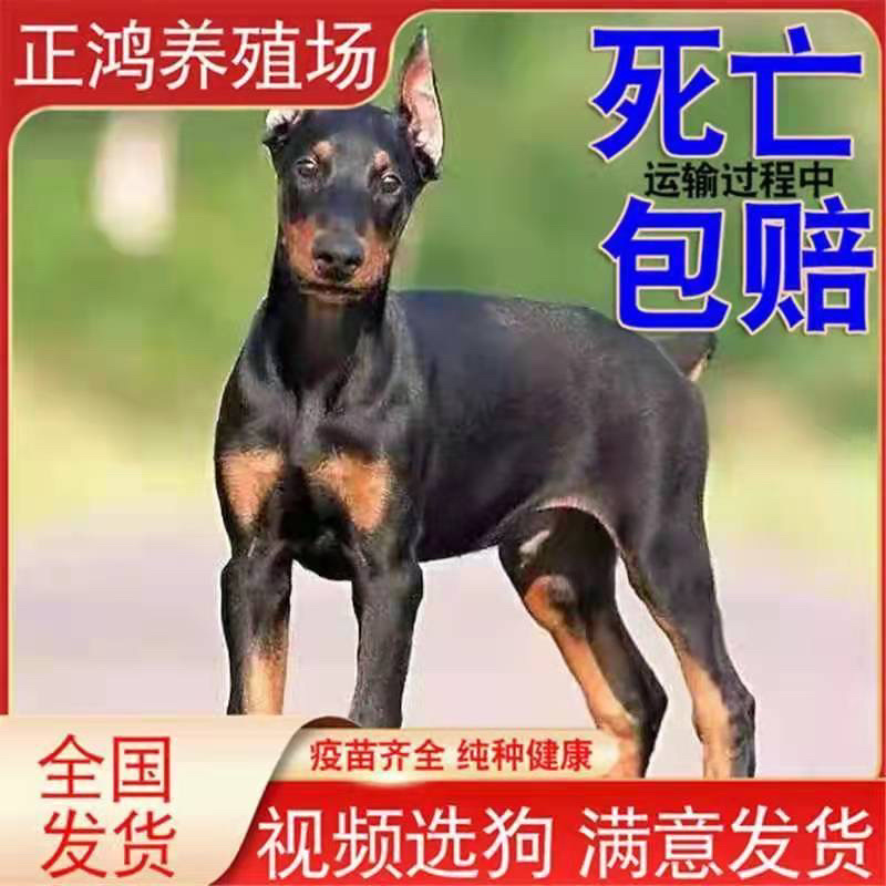 纯种杜宾犬赛级双血统警犬美系护卫犬军犬看家护院德系