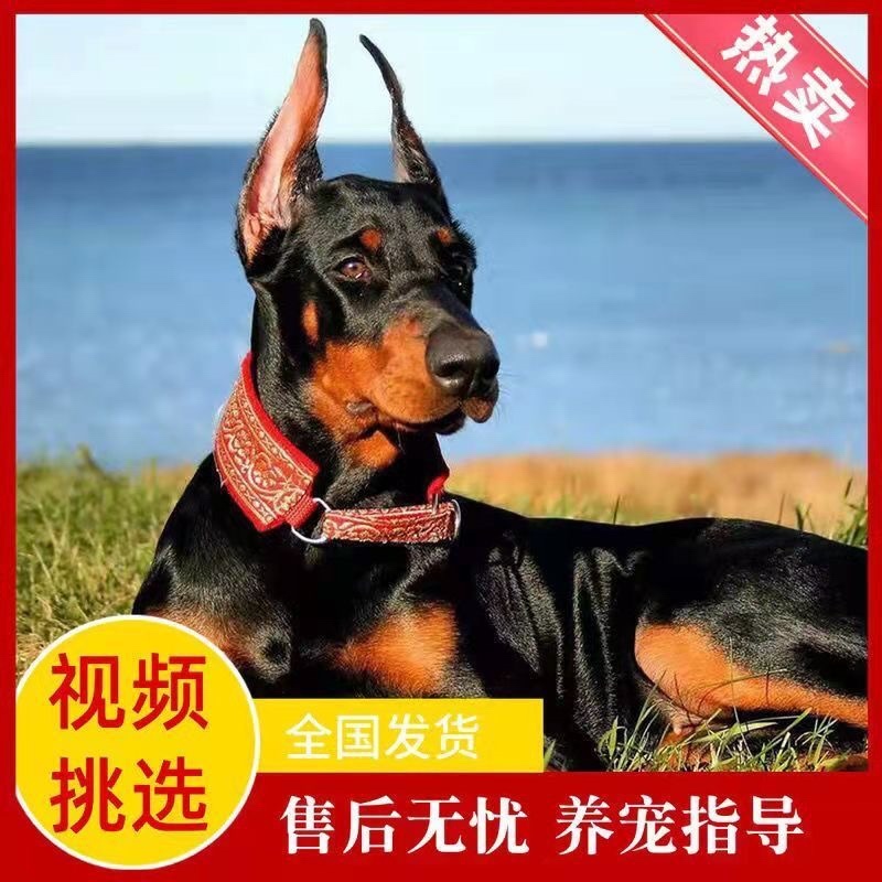 纯种杜宾犬赛级双血统警犬美系护卫犬军犬看家护院德系