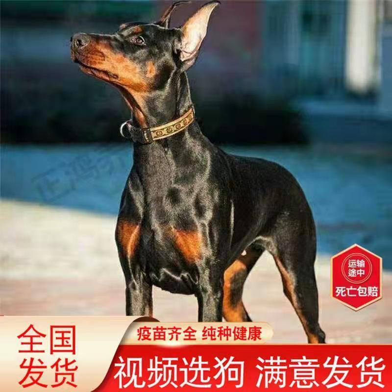 纯种杜宾犬赛级双血统警犬美系护卫犬军犬看家护院德系