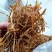 黄花莱野生批发零售菜口感好大山釆摘一手货源产地直发