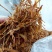 黄花莱野生批发零售菜口感好大山釆摘一手货源产地直发