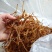 黄花莱野生批发零售菜口感好大山釆摘一手货源产地直发