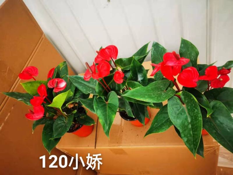 120#小娇红掌基地直发，，花朵叶茂一箱24盆，欢迎选购